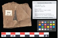 Foto (Objekt + Etikett) von Glyptostrobus ungeri Heer (NHMW-GEO-2024-0188-0188)